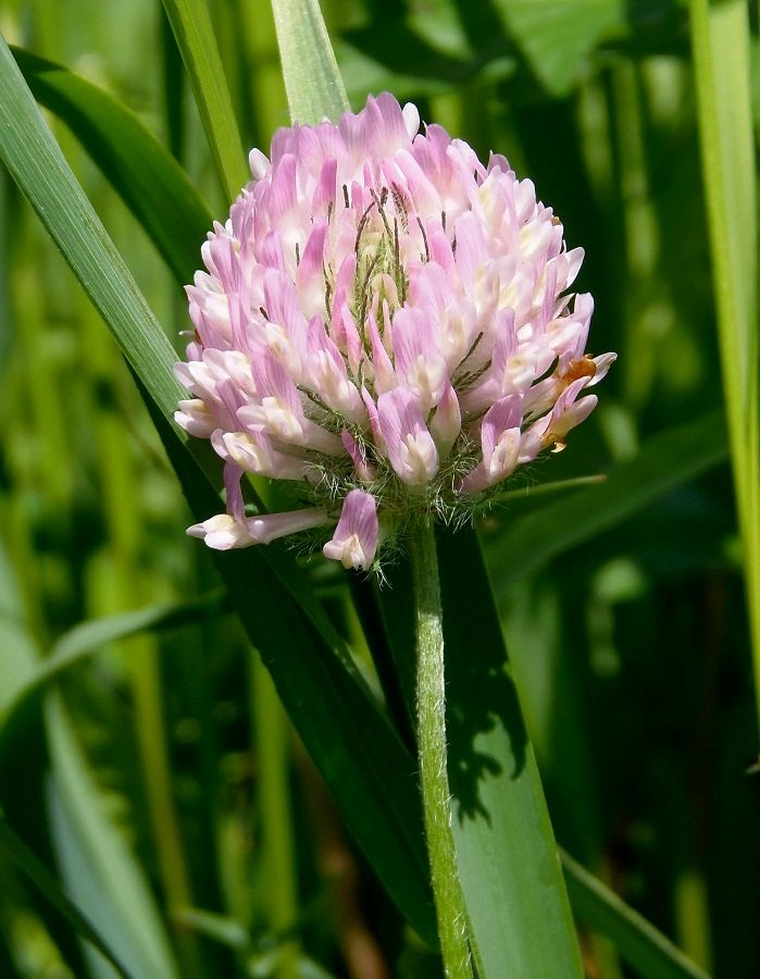 Изображение особи Trifolium pratense.