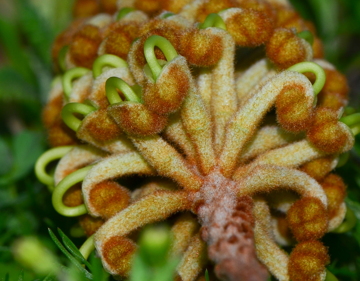 Image of Grevillea hodgei specimen.