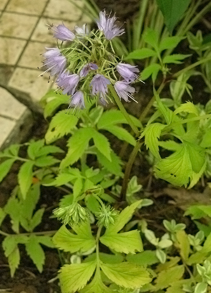 Image of Hydrophyllum virginianum specimen.