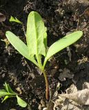 Atriplex micrantha