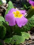 Primula vulgaris