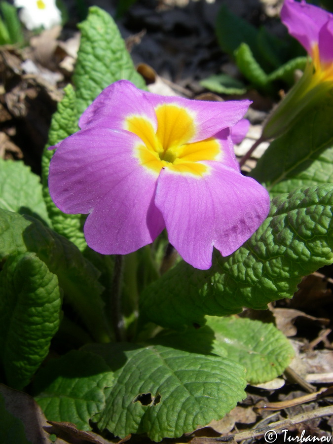 Изображение особи Primula vulgaris.