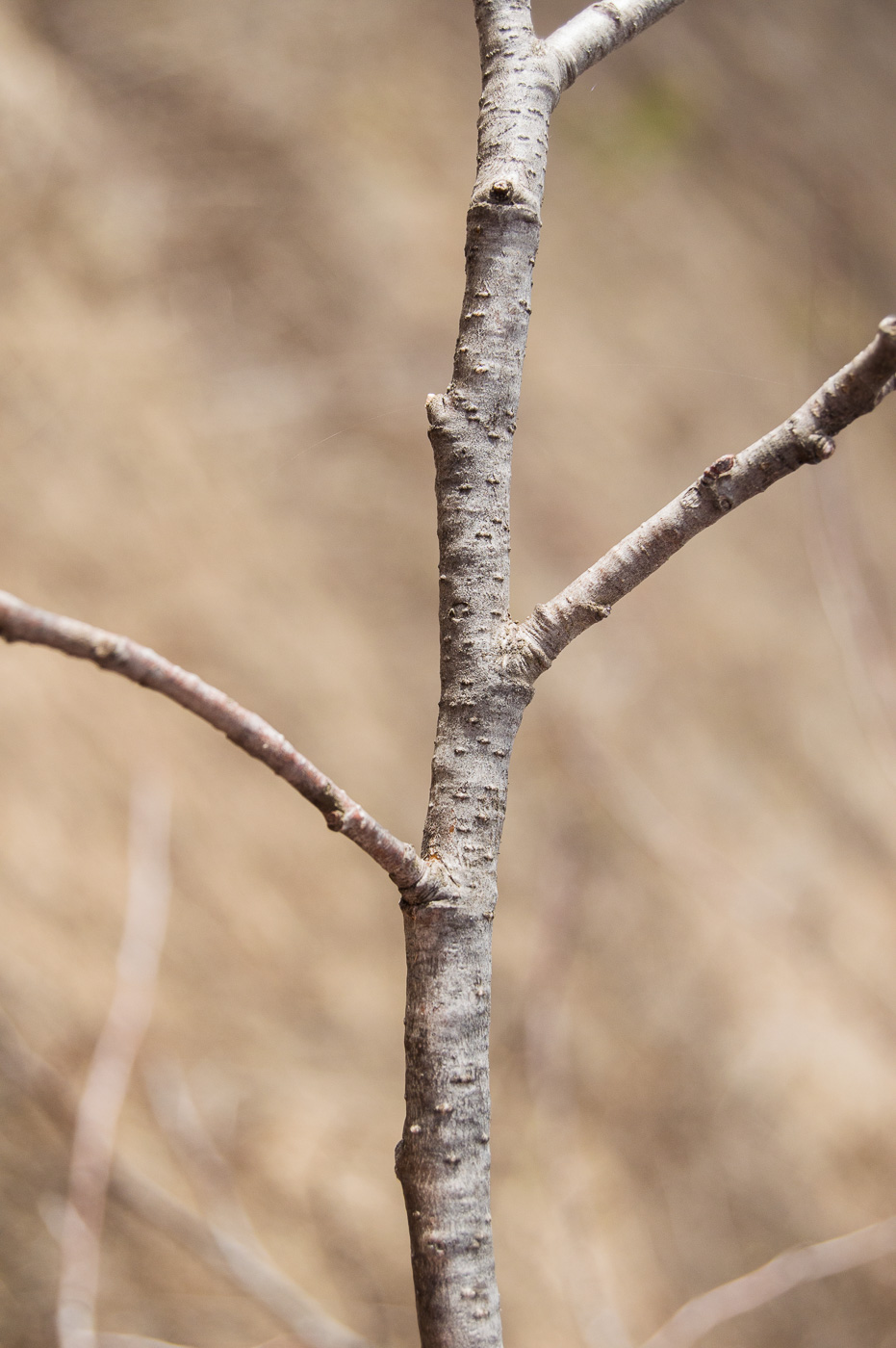 Изображение особи Alnus incana.