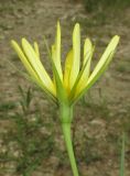 Tragopogon