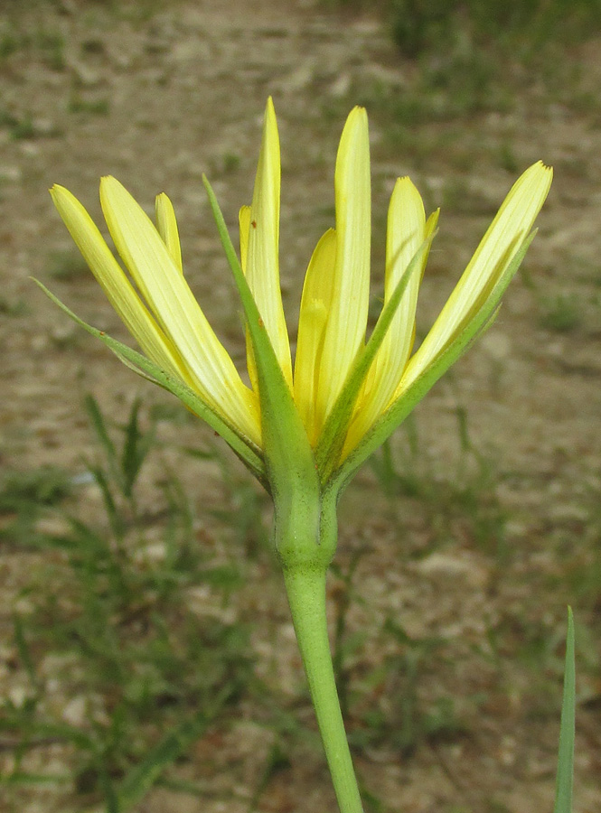 Изображение особи род Tragopogon.