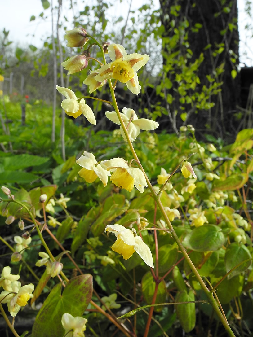 Image of Epimedium &times; versicolor specimen.