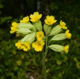 Primula veris. Соцветие. Подмосковье, окр. г. Одинцово, смешанный лес. Май 2017 г.