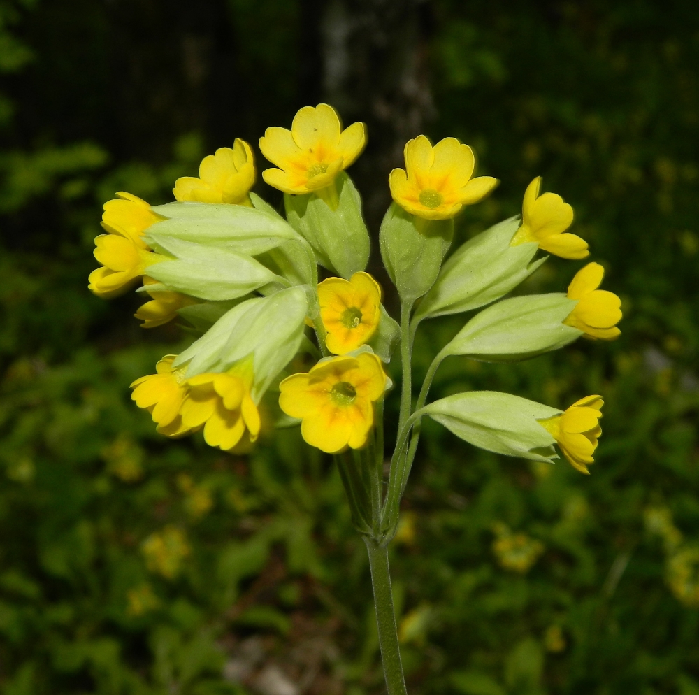 Image of Primula veris specimen.
