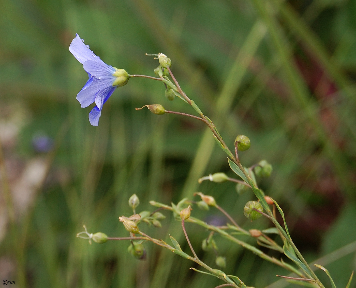 Изображение особи Linum austriacum.