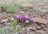 Oxytropis chakassiensis