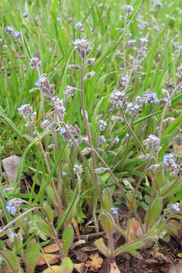 Image of Myosotis ramosissima specimen.