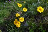 Anthemis marschalliana подвид pectinata. Цветущее растение (посредине - плод Pulsatilla). Республика Адыгея, Майкопский р-н, ок. 6 км юго-восточнее хутора Победа, хребет Скалистый (Уна-Коз), скала Галкина, луг у скального обрыва, выс. 1121 м н.у.м. 18.06.2017.