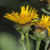 Inula aspera