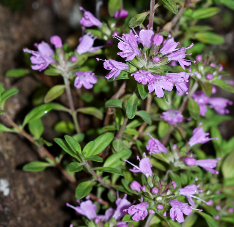 Изображение особи Thymus japonicus.