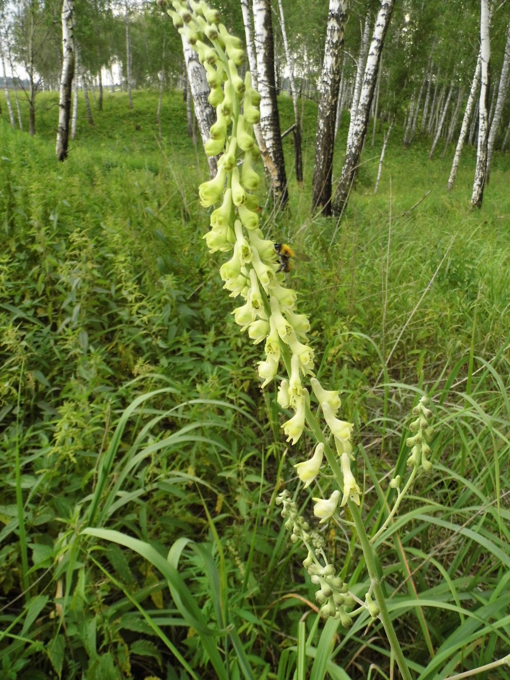 Image of Aconitum barbatum specimen.