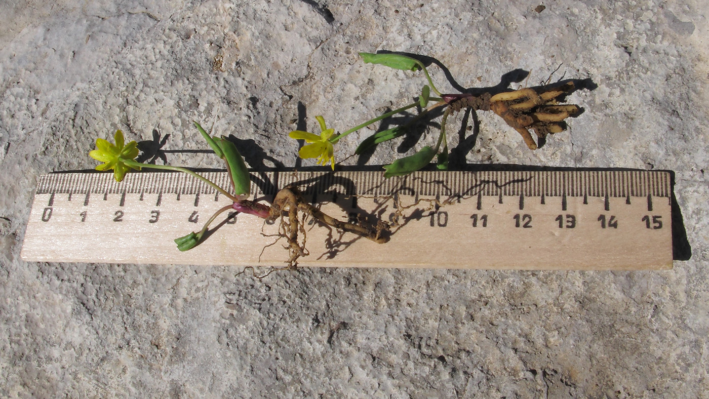 Image of Ranunculus helenae specimen.