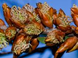 Hakea multilineata