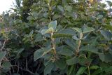 Viburnum lantana