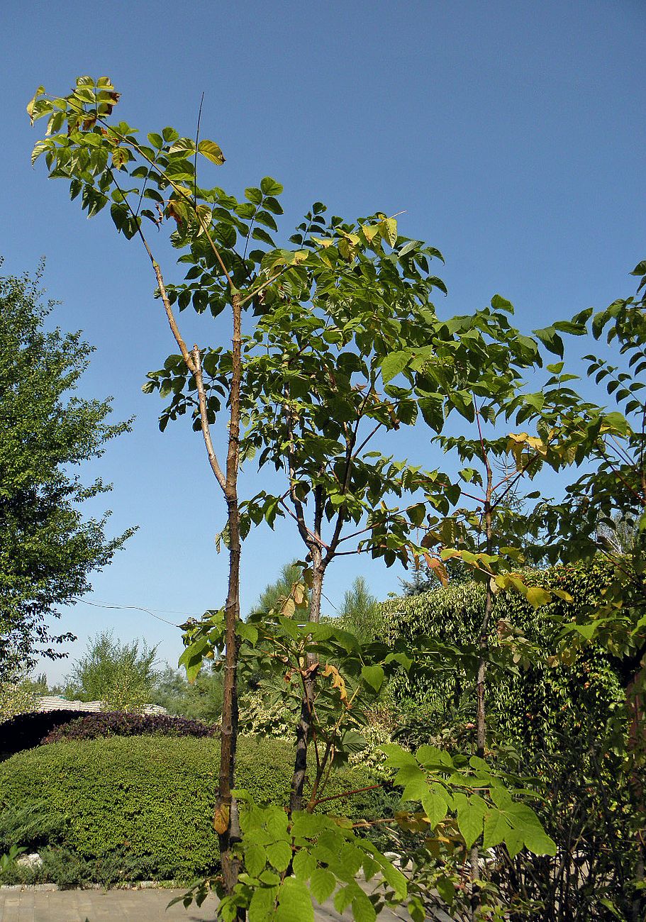 Image of Aralia elata specimen.