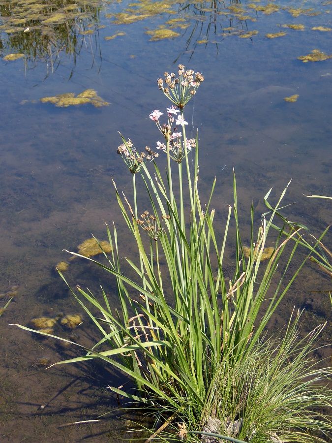 Изображение особи Butomus umbellatus.