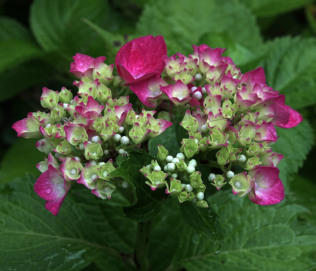 Image of Hydrangea macrophylla specimen.