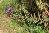 Symphyotrichum novae-angliae. Верхушка цветущего растения. Узбекистан, г. Ташкент, Ботанический сад им. Ф.Н. Русанова. 10.09.2017.