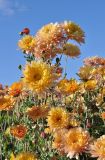 Chrysanthemum indicum