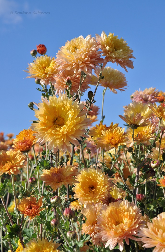 Изображение особи Chrysanthemum indicum.