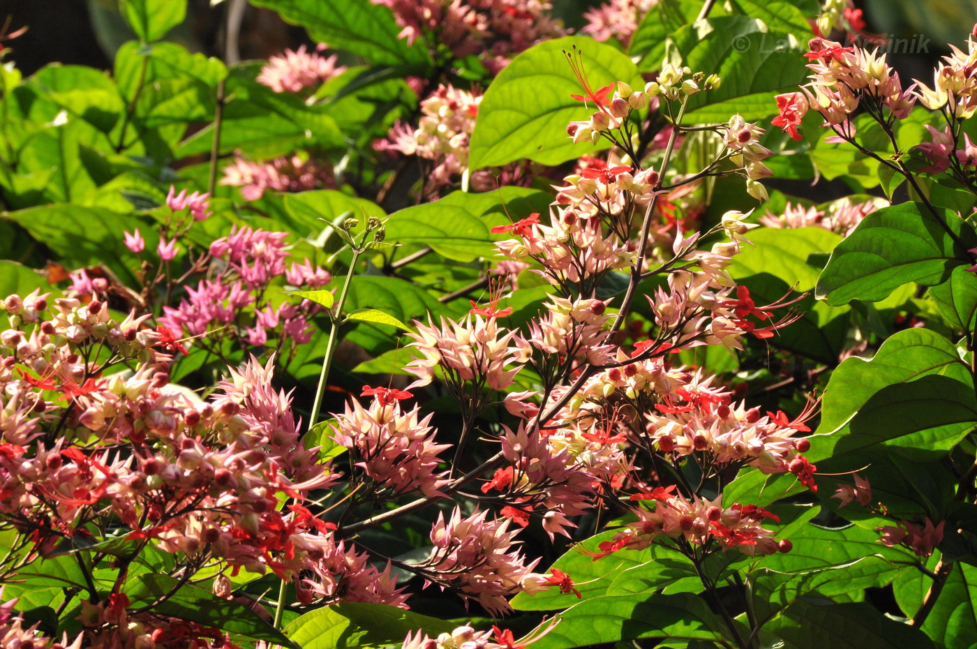 Изображение особи Clerodendrum thomsoniae.