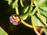 Bignonia capreolata