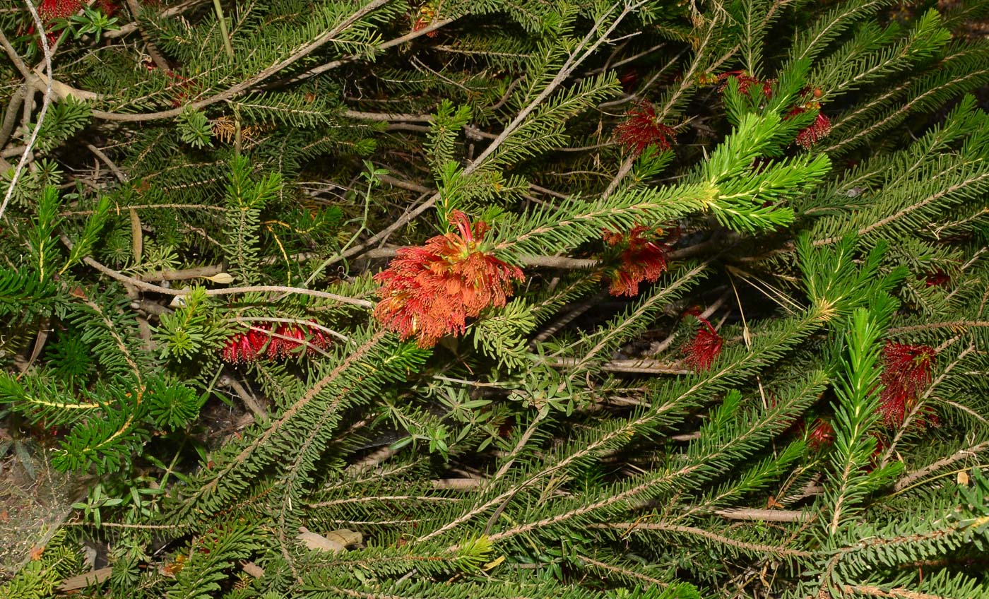 Изображение особи Calothamnus quadrifidus.