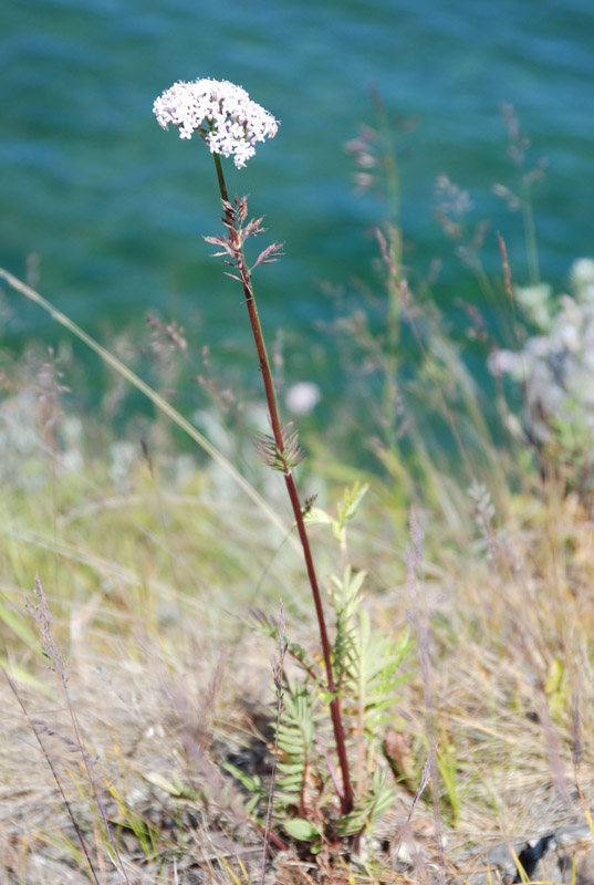 Image of genus Valeriana specimen.