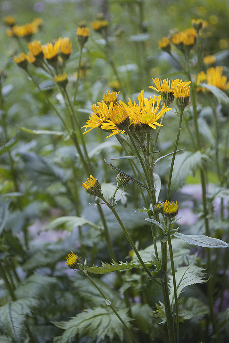 Image of Senecio alpinus specimen.