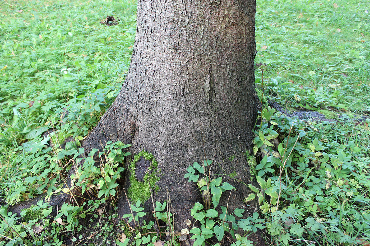 Image of Larix laricina specimen.