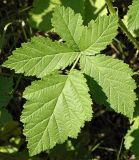 Rubus canescens. Лист. Украина, г. Киев, ул. Курнатовского, опушка сосновых насаждений, на боровых песках. 15.06.2017.