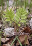 Sorbus aucuparia. Молодое растение. Пермский край, г. Пермь, Кировский р-н, разреженный сосновый бор. 20.05.2017.