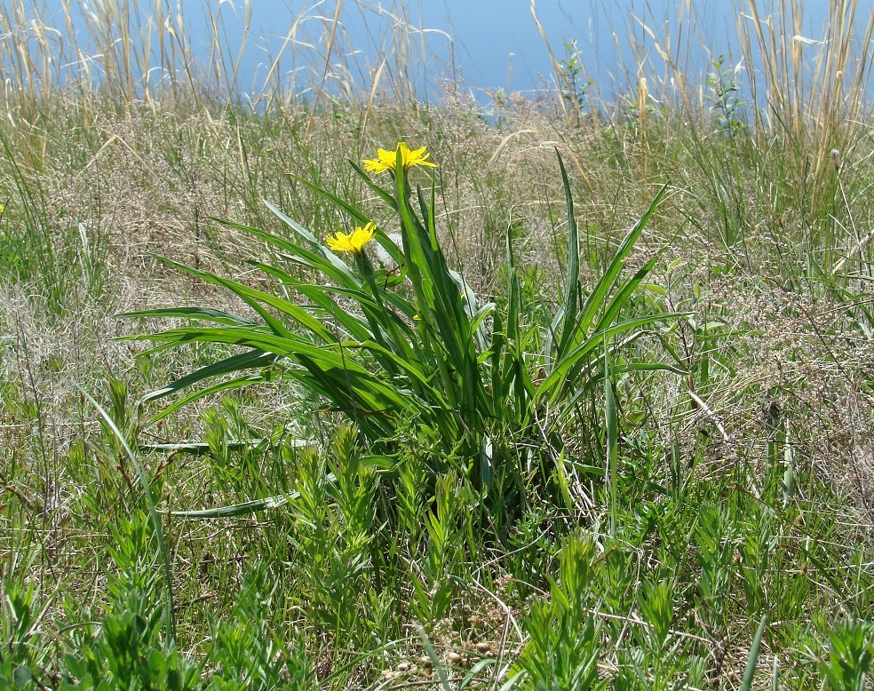 Изображение особи Scorzonera glabra.