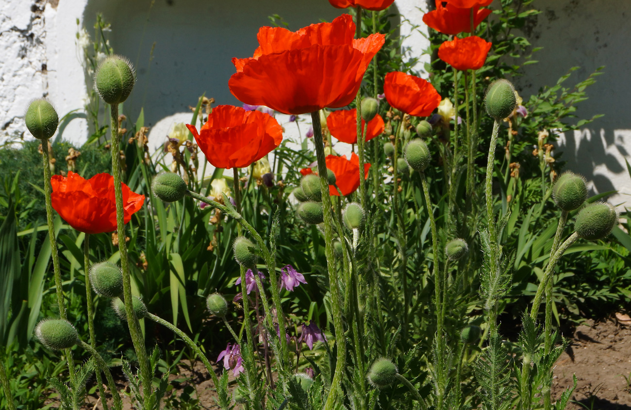 Изображение особи Papaver orientale.