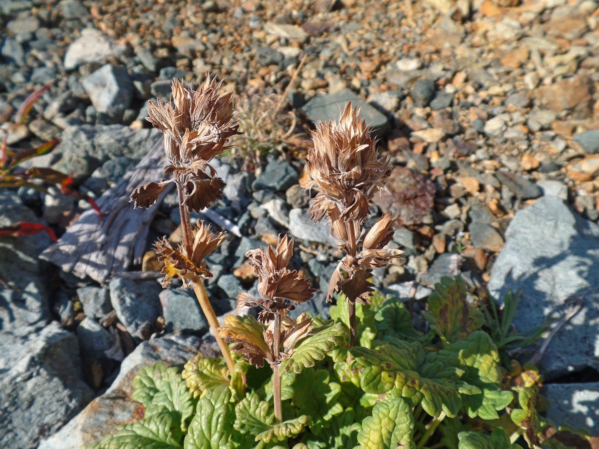 Image of Dracocephalum grandiflorum specimen.