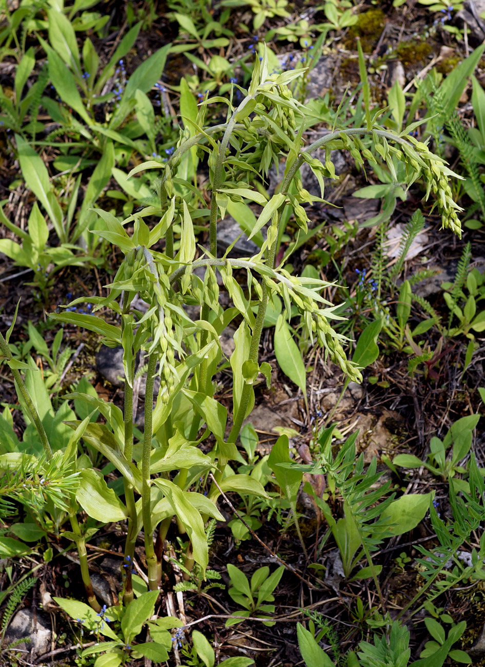 Изображение особи Epipactis helleborine.