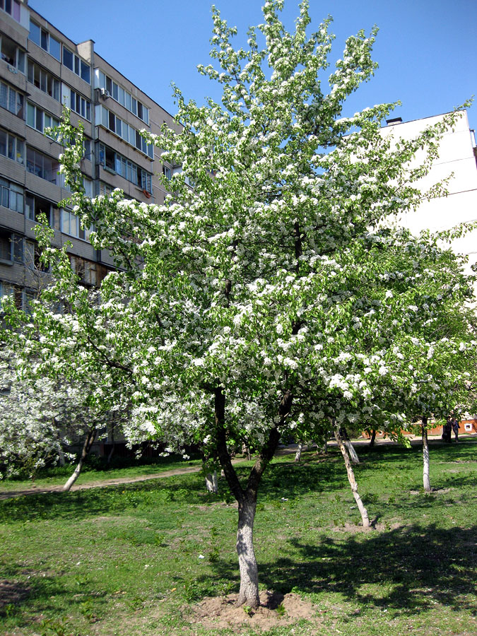 Image of Pyrus communis specimen.