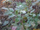 Mahonia aquifolium