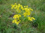 Bupleurum multinerve. Цветущее растение. Казахстан, Рудный Алтай, Черный узел.