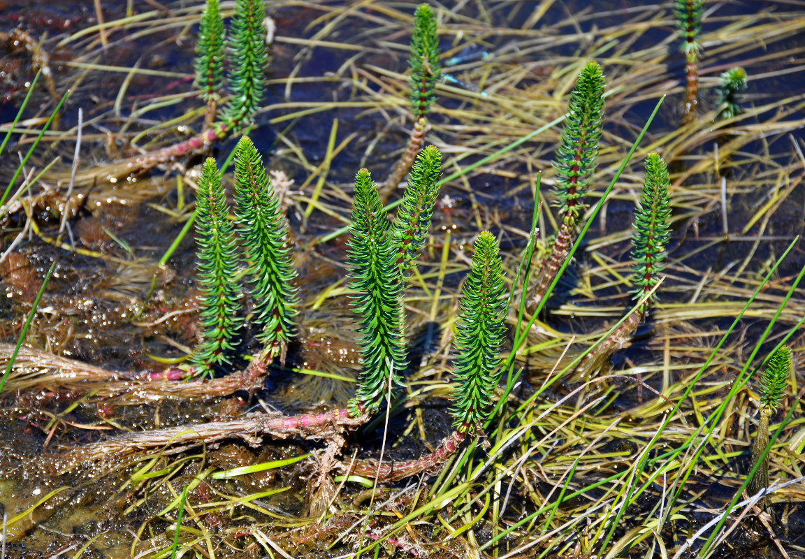 Изображение особи Hippuris vulgaris.