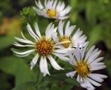 genus Symphyotrichum. Соцветия c кормящимся толкунчиком. Пермский край, г. Пермь, Свердловский р-н, кладбище \"Южное\", обочина асфальтовой дорожки. 01.08.2017.