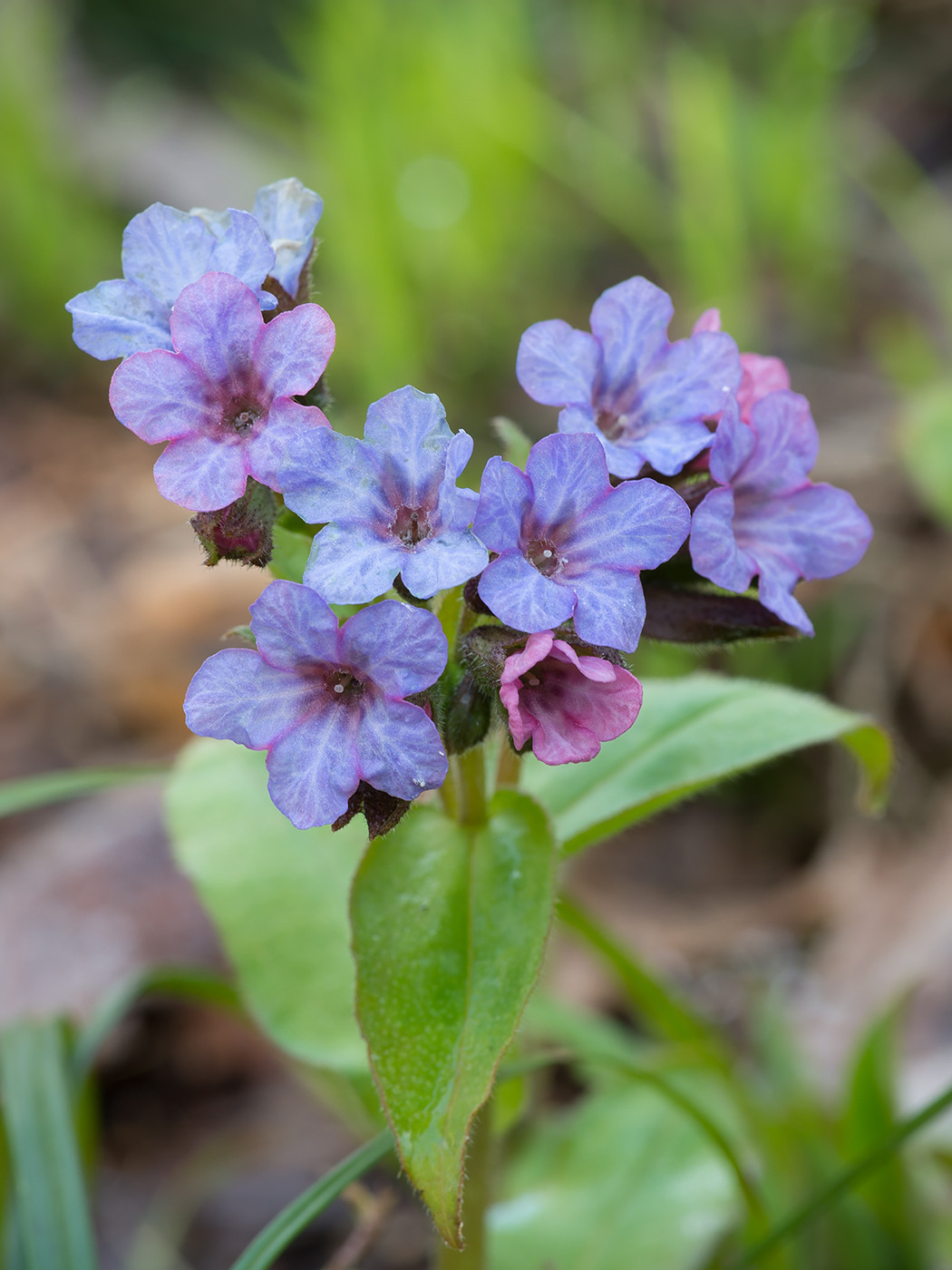 Изображение особи Pulmonaria obscura.