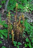 Orobanche laxissima. Цветущие растения (под кустом орешника). Адыгея, хребет Уна-Коз, ≈ 1000 м н.у.м., широколиственный лес. 02.07.2017.