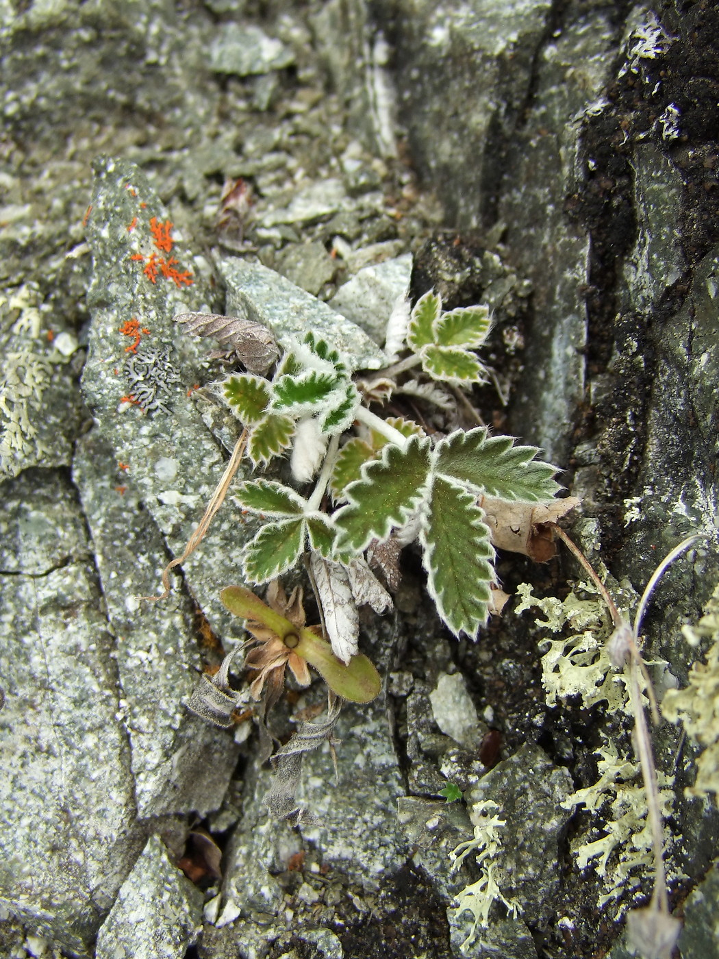 Изображение особи Potentilla nivea.