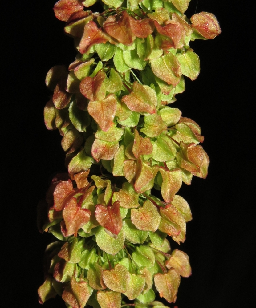 Image of Rumex pseudonatronatus specimen.