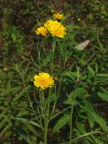 Hieracium umbellatum. Верхушки растений с распустившимися и нераспустившимися соцветиями. Магаданская обл., Ольский р-н, Ольское шоссе, зарастающее поле недалеко от дороги. 16.08.2014.